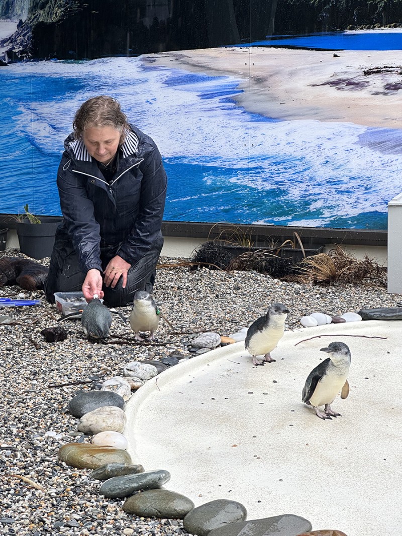 Penguin ranger Paula Brown | Issue Summer 2025 